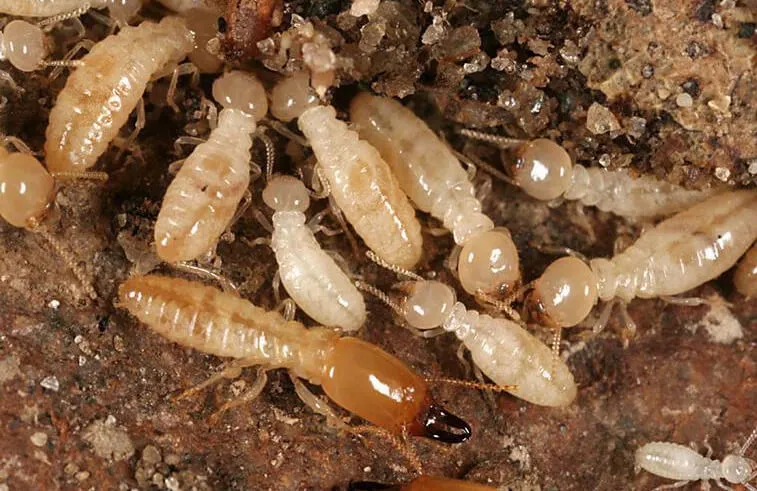 Termites-Control-NYC-1