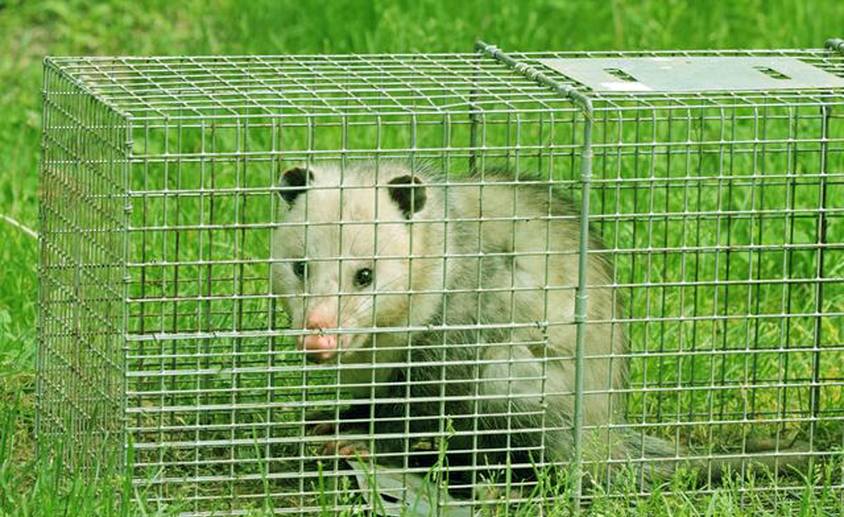 Opossum Pest Control and Removal NYC - Best @ Pest NYC