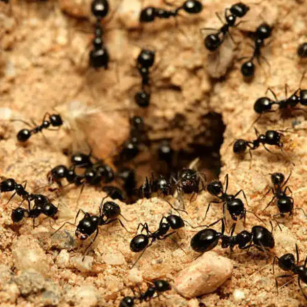 Small  Black Ant