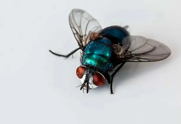 Blow Fly