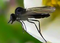 Humpbacked Fly