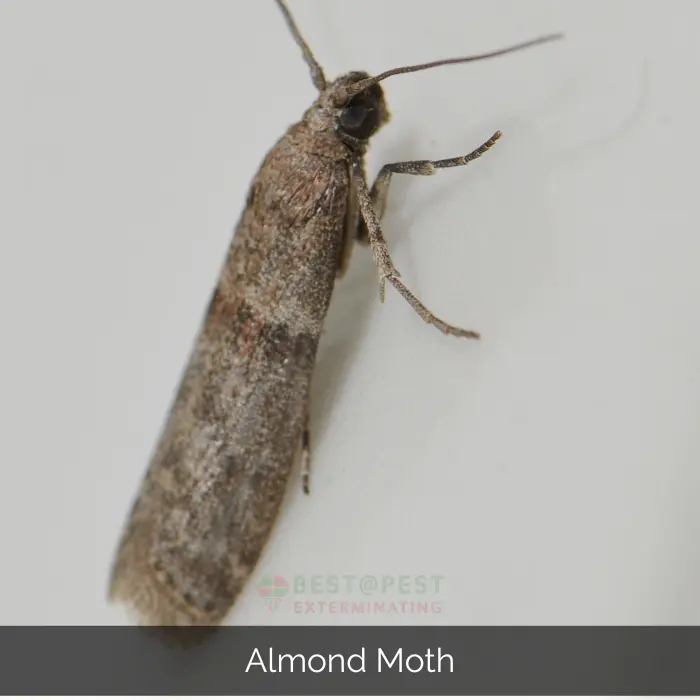 Almond Moth