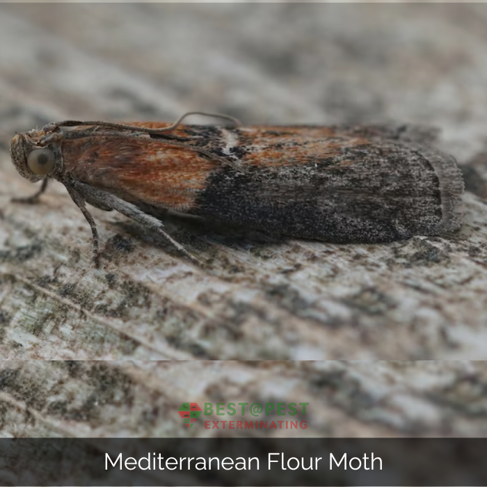Mediterranean flour moth