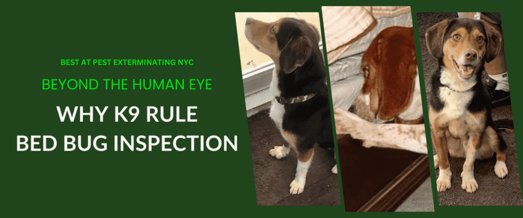 k9 inspection