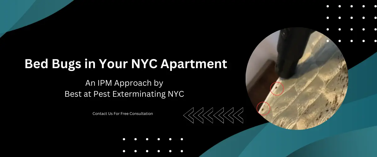bed bug removal from NYC apartment best at pest exterminating