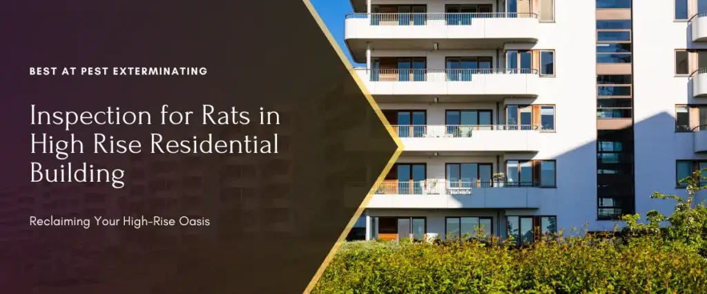 inspection of rats