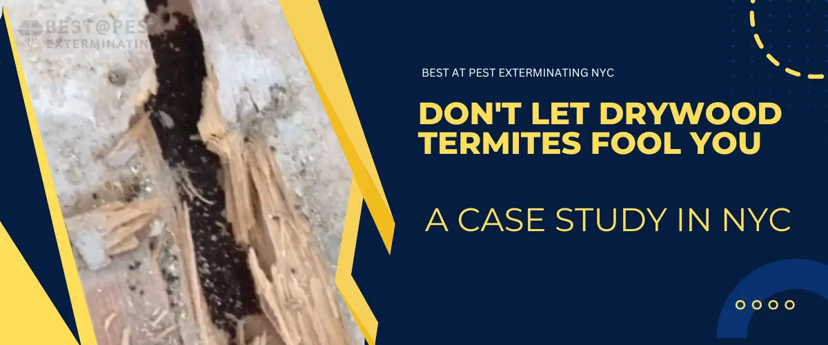Dry wood termite