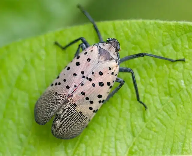 Spotted_lanternfly