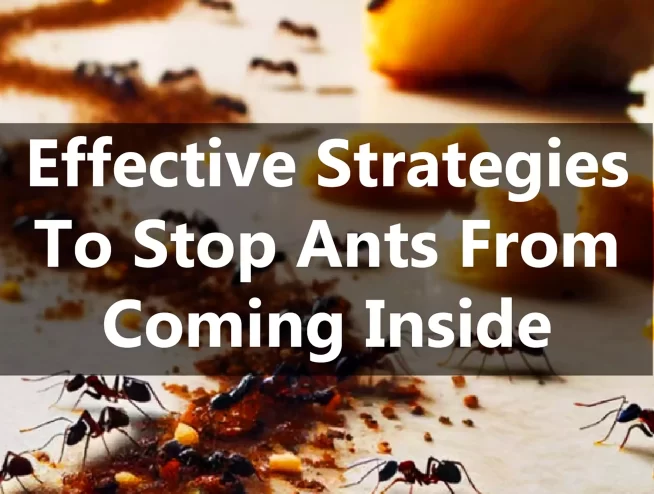 Keep your home Ant-free