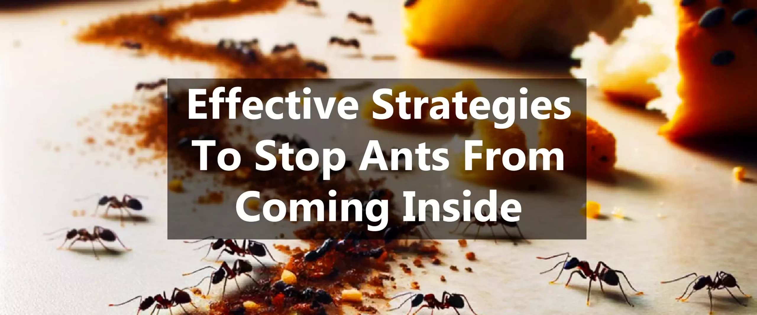 Keep your home Ant-free