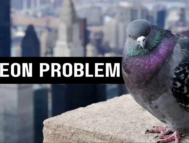 effective way to get rid of pigeons