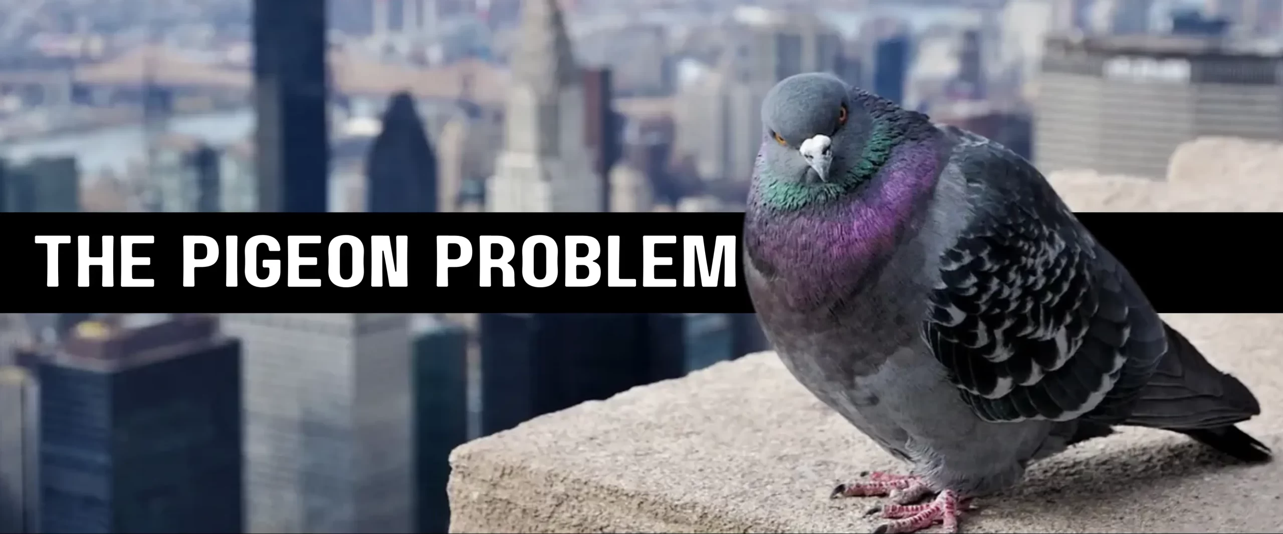 effective way to get rid of pigeons