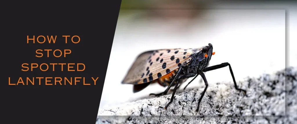 How to stop lantern fly