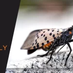 How to stop lanterfly