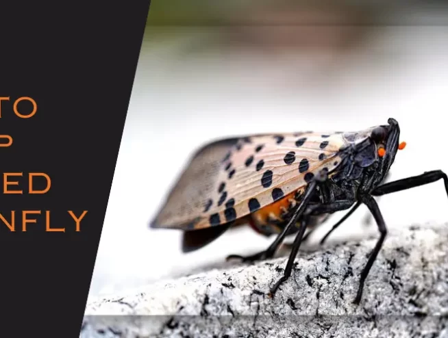 How to stop lantern fly