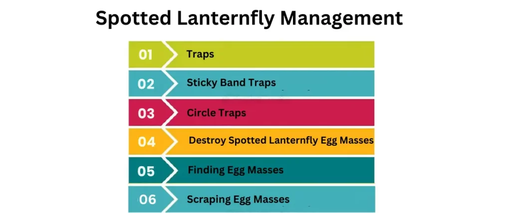 Spotted Lanterfly management