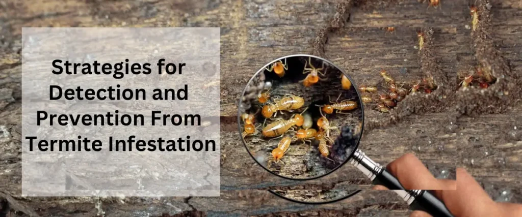 Strategies for Detection and Prevention From Termite Infestation