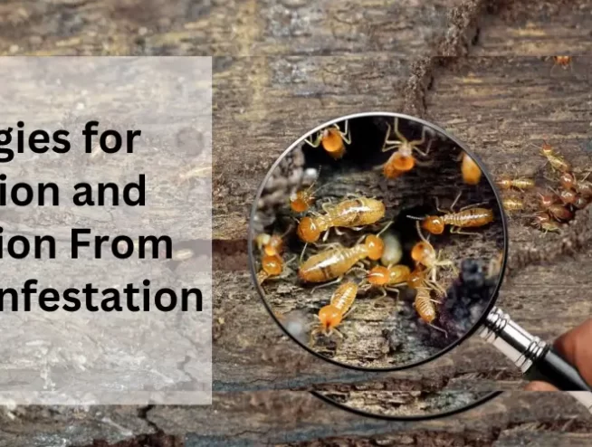 Strategies for Detection and Prevention From Termite Infestation