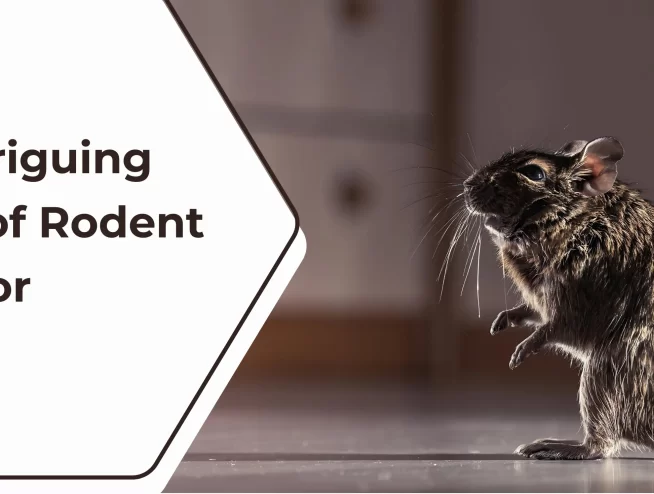 The Intriguing World of Rodent Behaviors