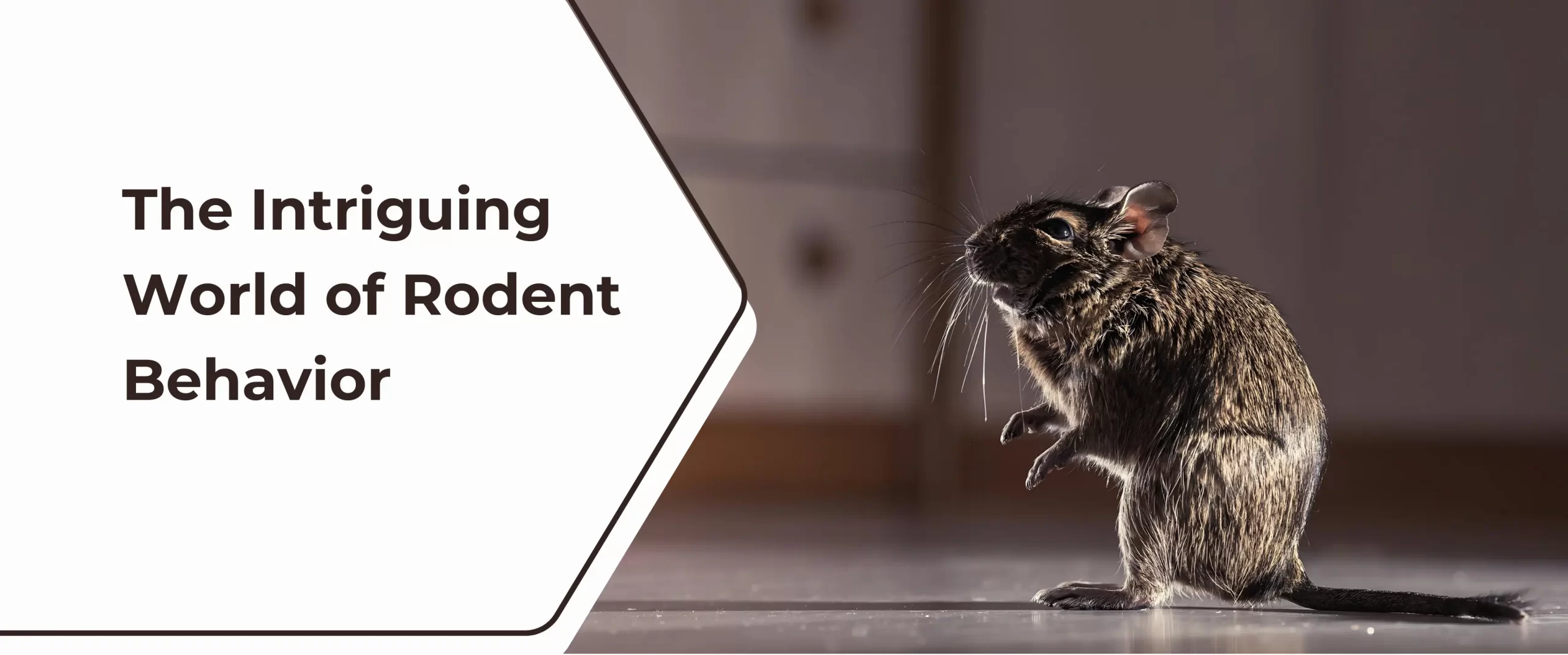 The Intriguing World of Rodent Behaviors