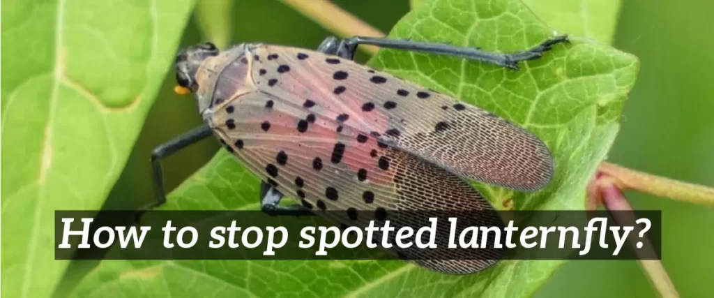 How to stop spotted lanternfly