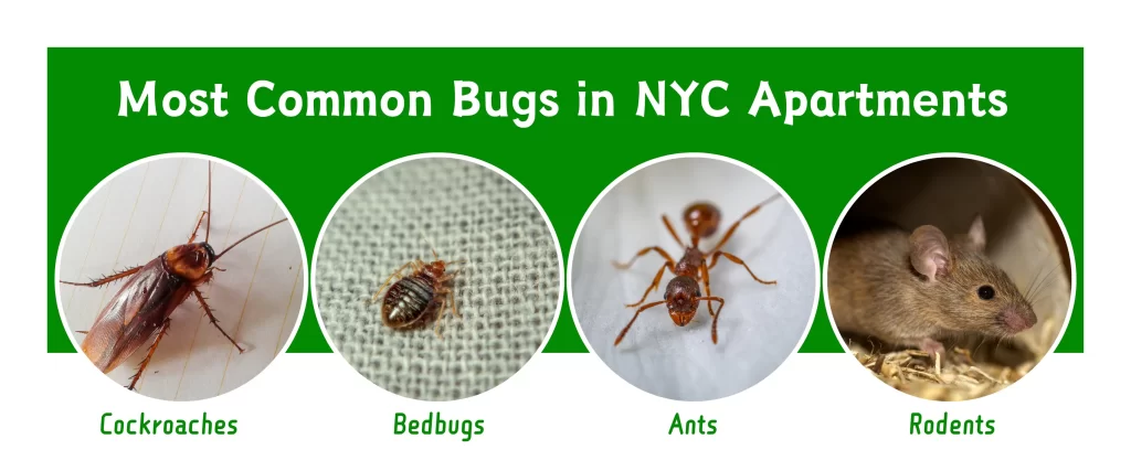 Your Guide to Conquer General Household Pests in NYC - Best @ Pest NYC