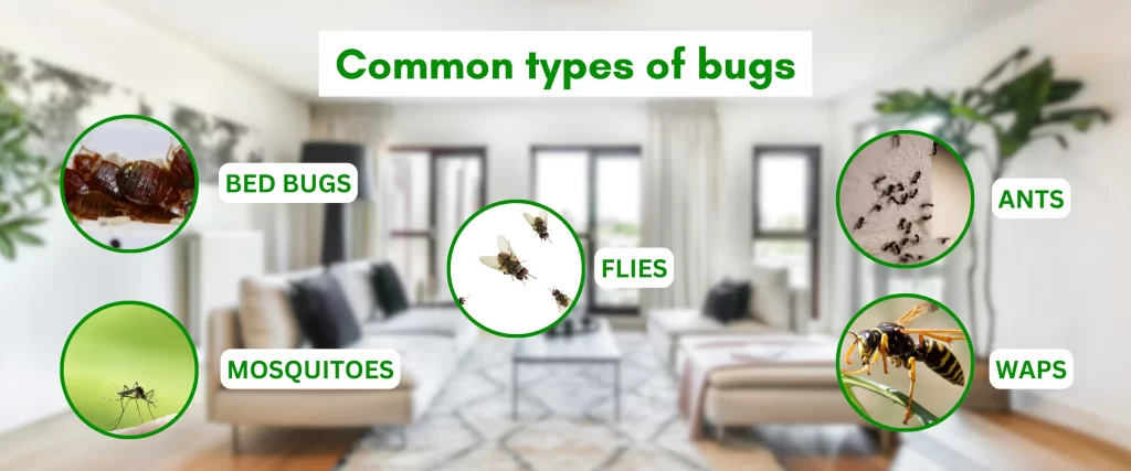 Bugs in house during summer