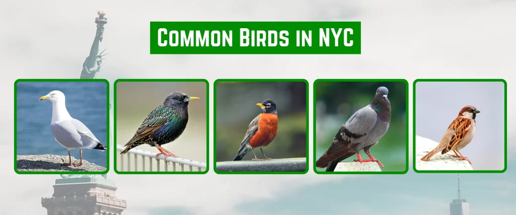 Pigeons in New York: Managing the City's Most Ubiquitous Birds - Best ...