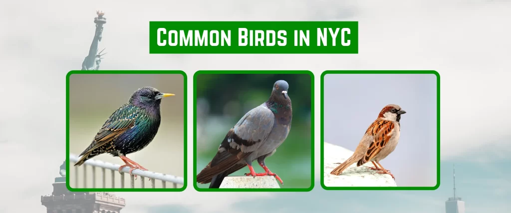 Common Birds in New York