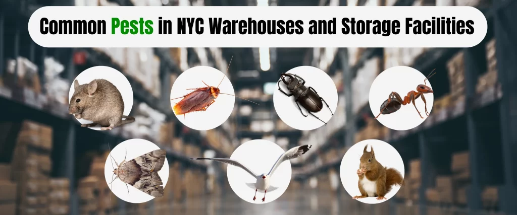 Common Pests in NYC Warehouses and Storage Facilities