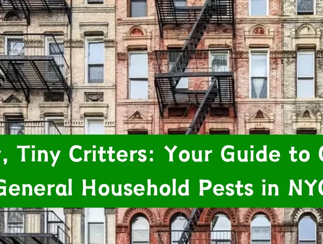 Household pests in NYC