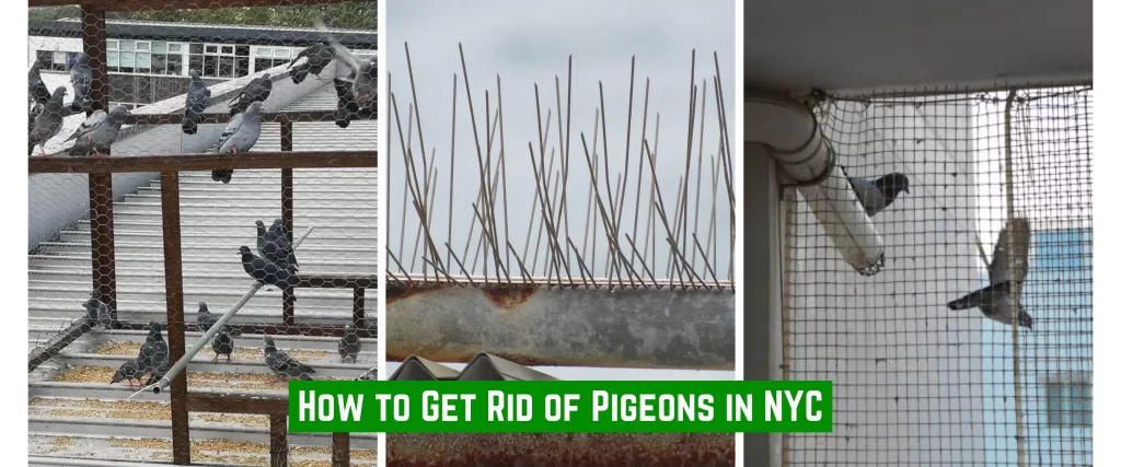 How to Get Rid of Pigeons in NYC