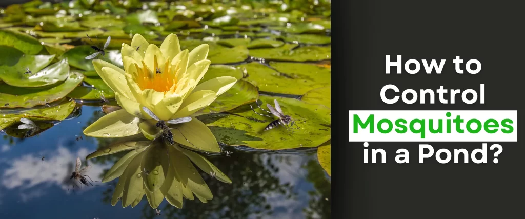 How to Control Mosquitoes in a Pond