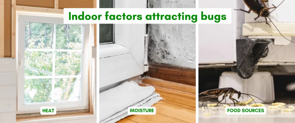 Indoor Factors Attracting Bugs