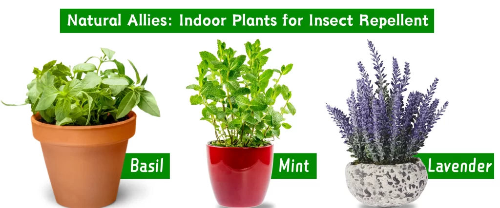 Insect Repellant Plants