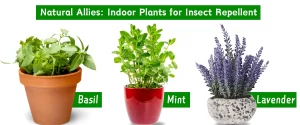 Insect Repellant Plants