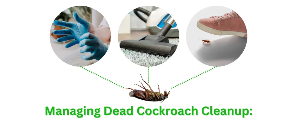 Signs of Cockroach Activity