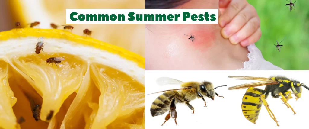 NYC Summer Pests