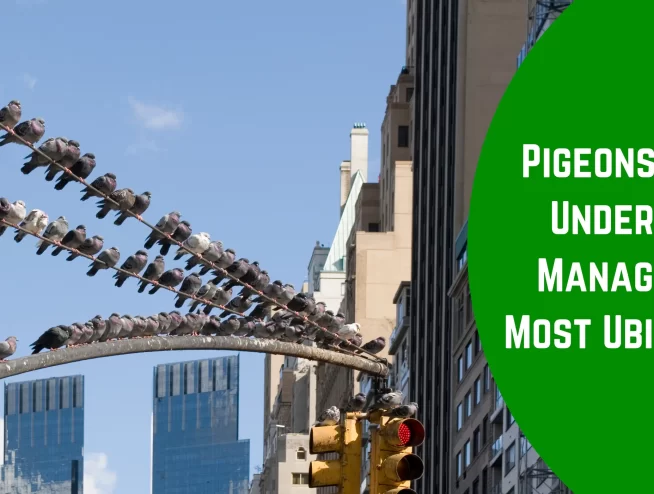 Pigeons in New York