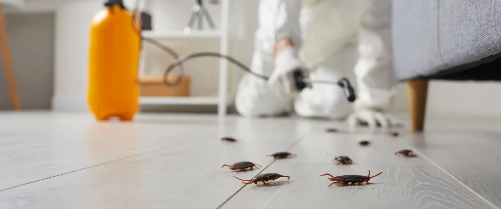 Professional Cockroach Control