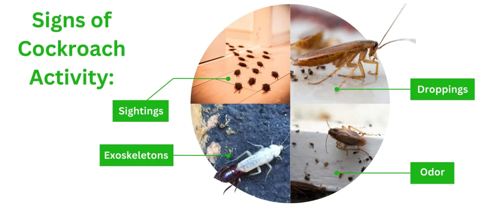 Signs of Cockroach Activity