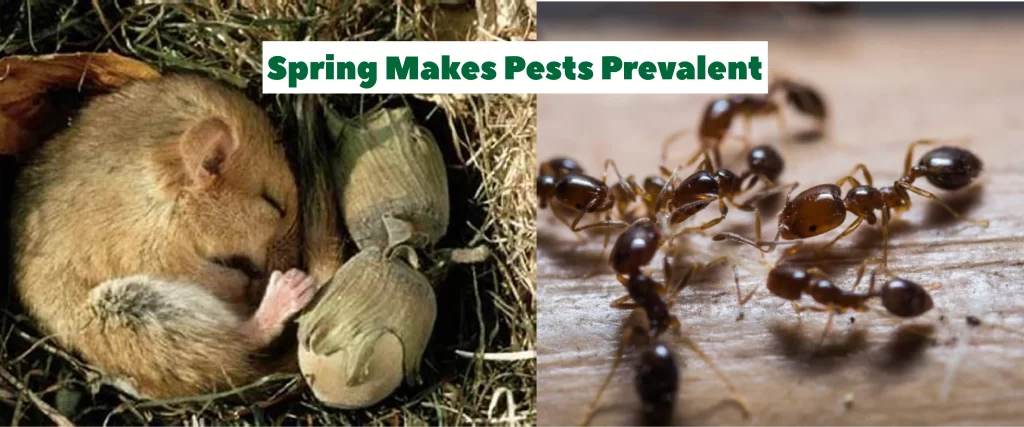 Spring makes pests prevalent in NYC