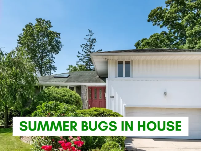 Summer Bugs in House NYC