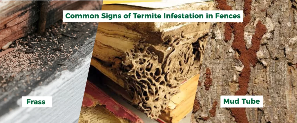 Termite infestation in fences