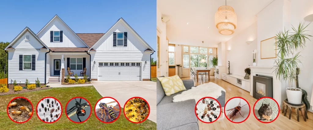 Types of Pests in homes