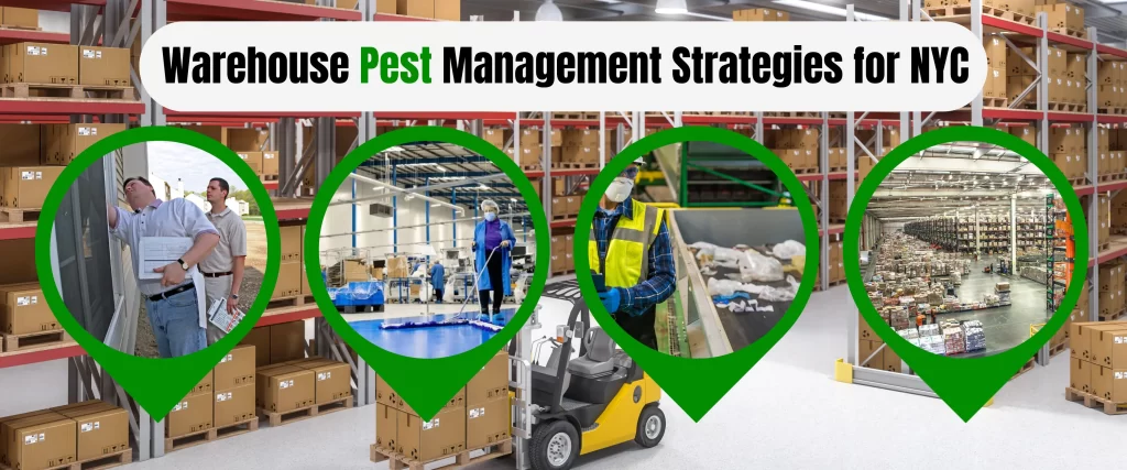 Warehouse Pest Management Strategies for NYC