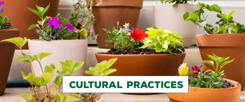 cultural practices for backyard pest control