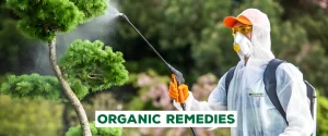 organic remedies to control backyard insects