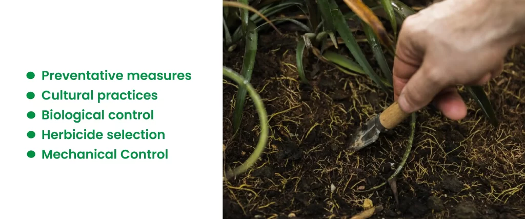 Best Practices for Commercial Weed Control