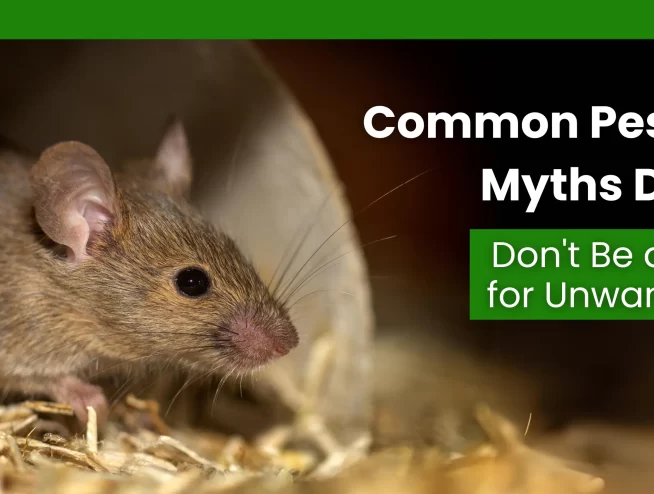 Common Pest Control Myths Debunked